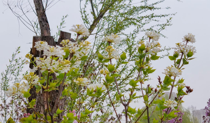 獨山風(fēng)春景.png